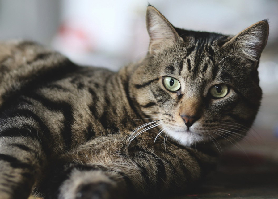 Do male or female cats live longer?