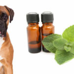 What essential oils are dog friendly?