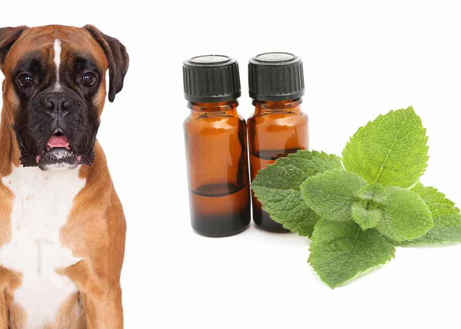 Is Tea Tree Oil Safe For Dogs?