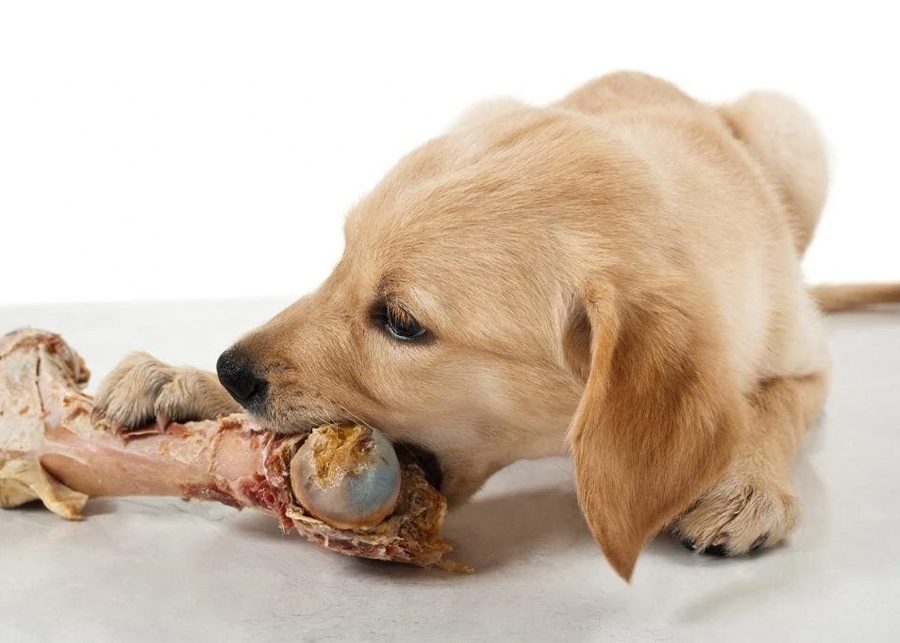 Are chicken leg bones bad for dogs?