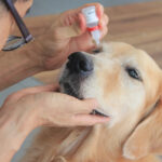 Can I use Refresh eye drops on my dog?