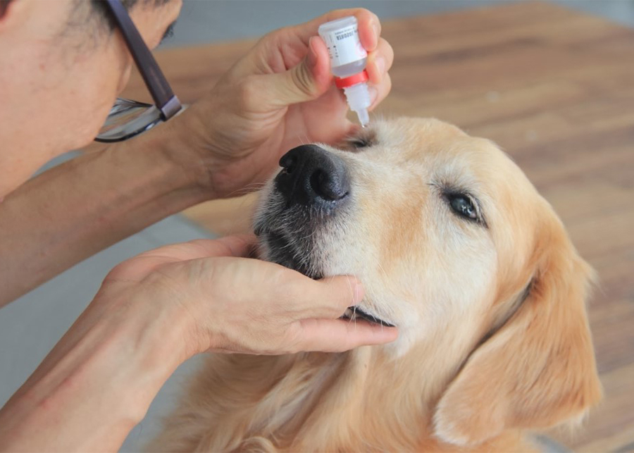 Can i use human eye outlet drops on my dog