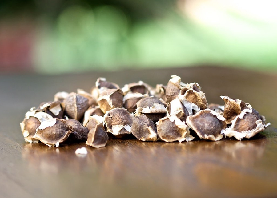 Benefits of Moringa Seeds