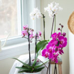 Is tap water OK for orchids?