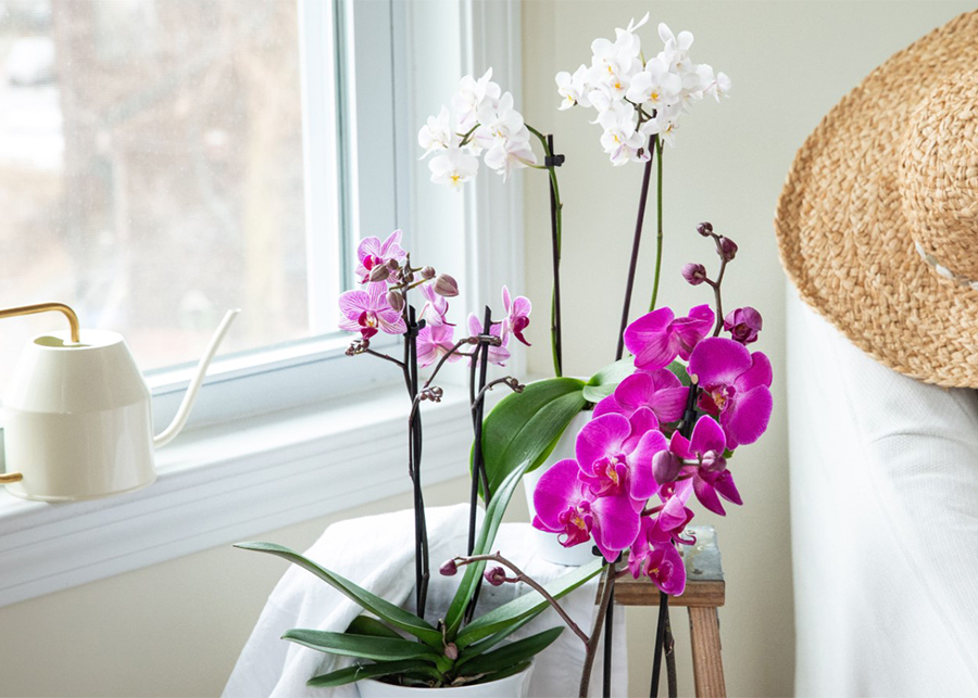 How to Care For Orchids Indoors