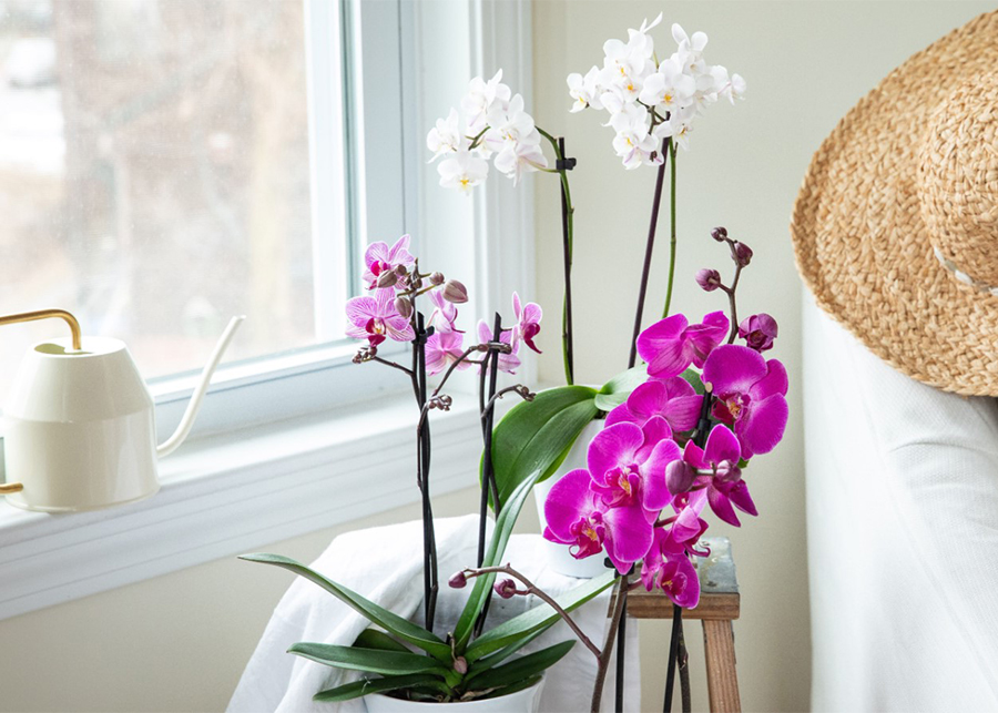 Is tap water OK for orchids?