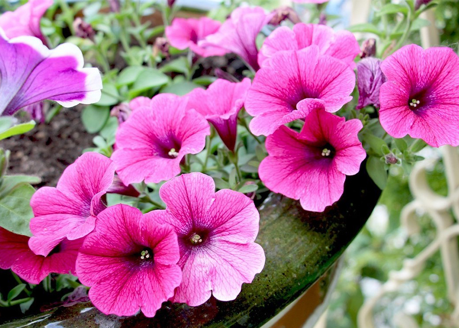 Do petunias smell good?