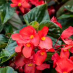 How do you keep begonias blooming?
