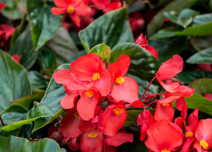 Begonia Flower Care and Meaning – What’s it Like to Grow One?