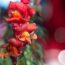How to Grow the Snapdragon Flower