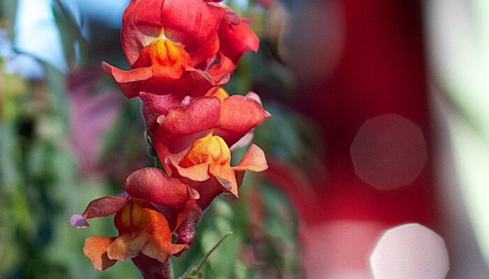 How to Grow the Snapdragon Flower