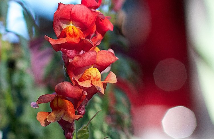 How to Grow the Snapdragon Flower