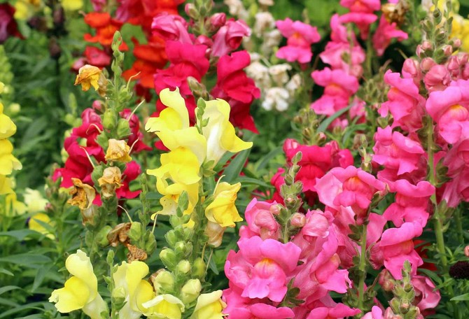 How long does snapdragon take to grow?