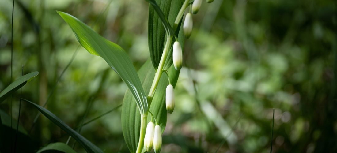 How to Cross Stitch a Lily of the Valley