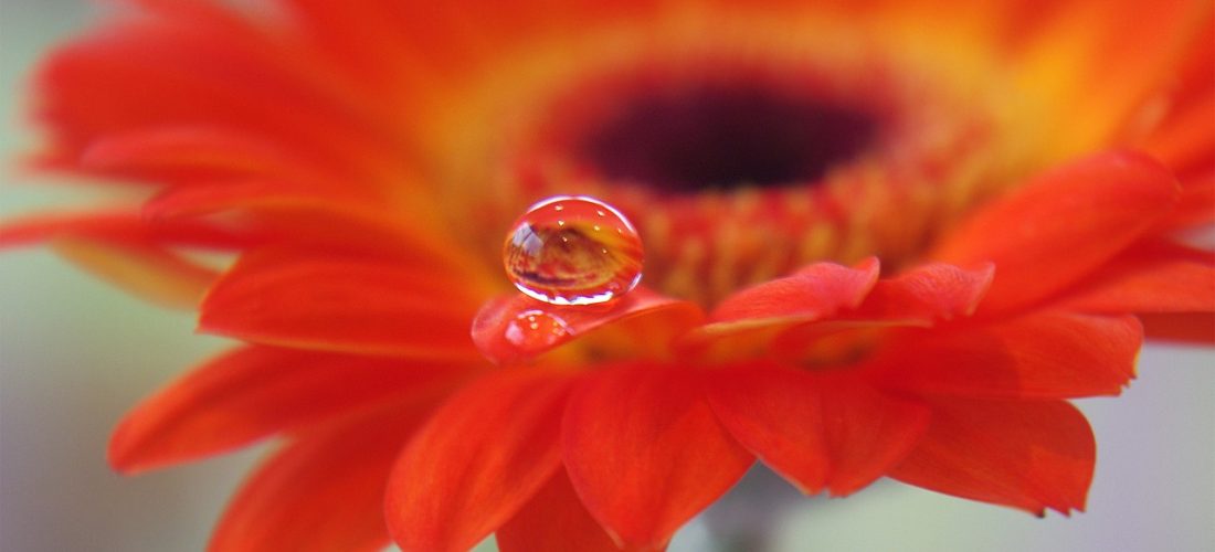How to Grow Gerberas from Seed